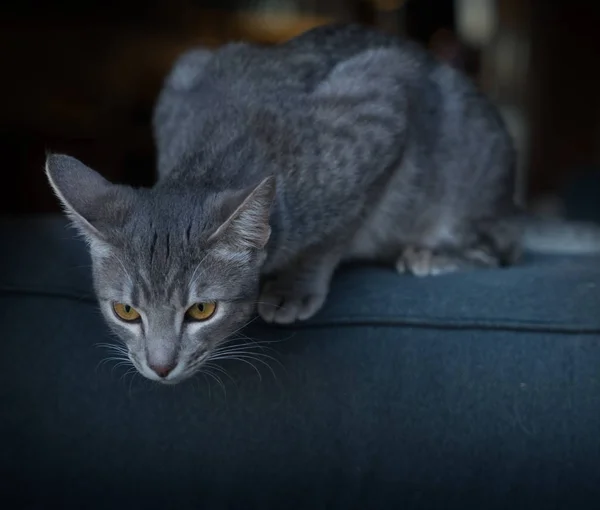 Neugieriges Kätzchen Fokus Auf Augen Geringe Schärfentiefe — Stockfoto