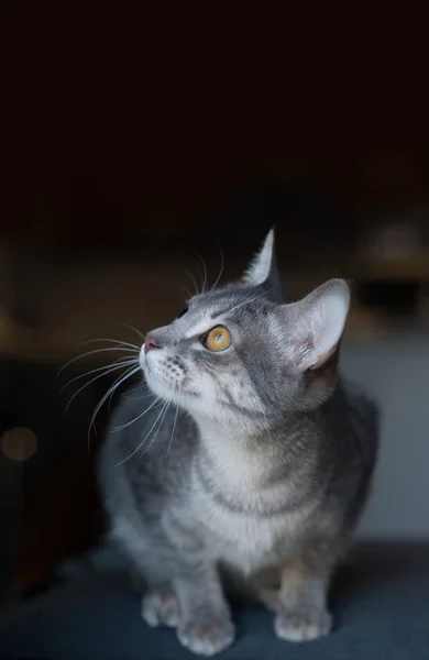 Meraklı Kedi Yavrusu Odaklanmak Gözleri Sığ Derinlik Tarla — Stok fotoğraf