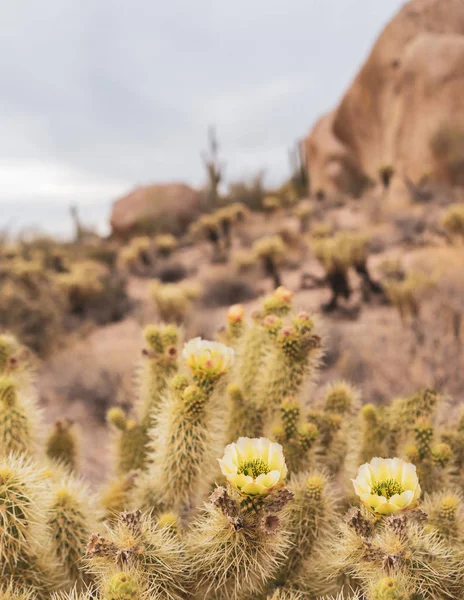 Flor Flor Arizona Paisaje Del Desierto —  Fotos de Stock