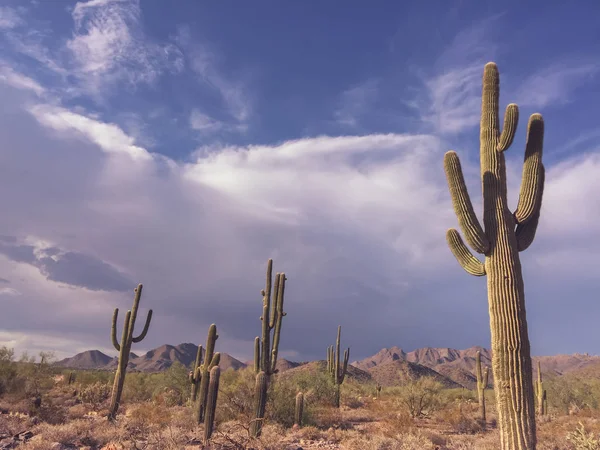 Green Cacti Growing Desert Cloudy Sky — Stock Photo, Image