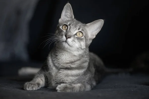 Lindo Gato Gris Sobre Fondo Oscuro —  Fotos de Stock