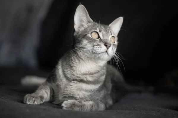 Niedliche Graue Katze Auf Dunklem Hintergrund — Stockfoto