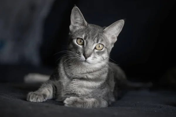 Niedliche Graue Katze Auf Dunklem Hintergrund — Stockfoto