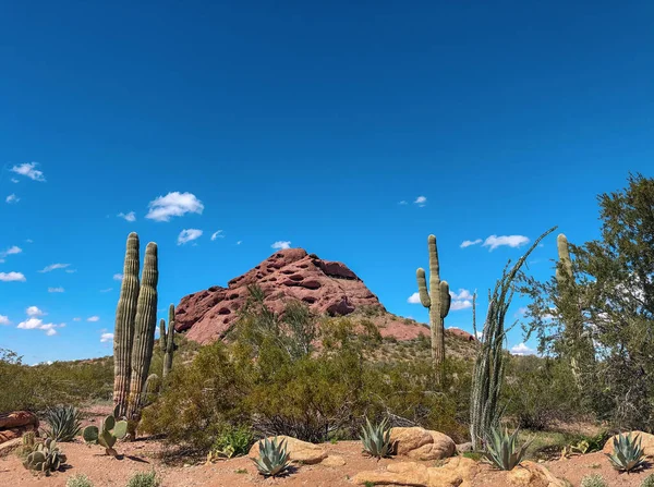 Papago Park Scottsdale Kaya Oluşumu Phoenix Arizona Abd — Stok fotoğraf