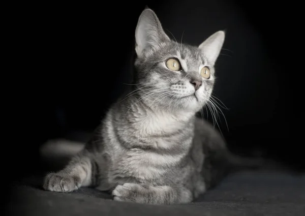 Schöne Katze Kätzchen Porträt Isoliert Auf Schwarzem Hintergrund — Stockfoto