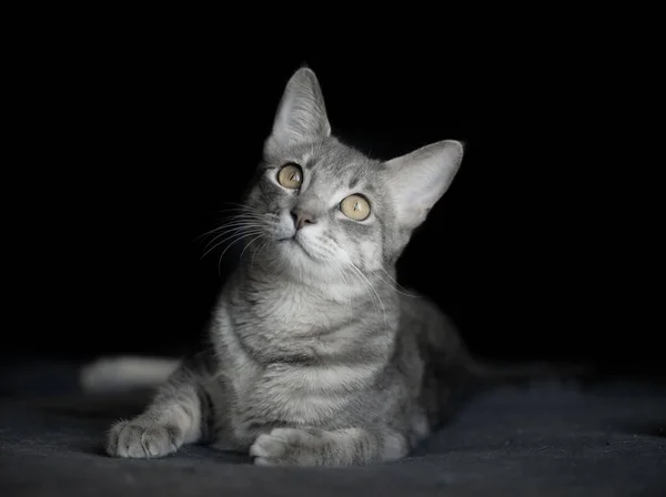 Hermoso Gato Gatito Retrato Aislado Negro Fondo —  Fotos de Stock