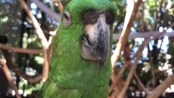 Tropische Ara Vogel Lijkt Uit Slapen Tak Van Boom — Stockvideo