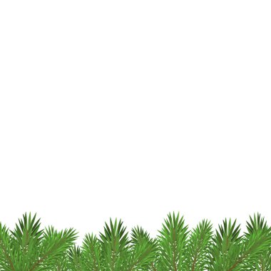 Beyaz arka planda izole edilmiş yeşil Noel ağacı dalları.