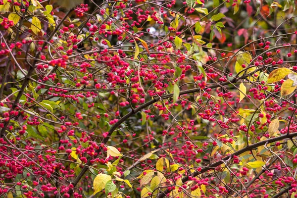 Rote Vogelbeeren Auf Gelbem Hintergrund Herbstlichen Wald — Stockfoto