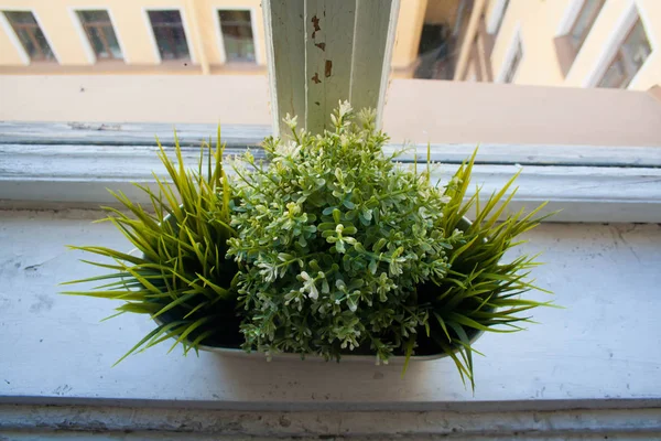 Pots Avec Des Herbes Aromatiques Fraîches Sur Rebord Fenêtre Vue — Photo