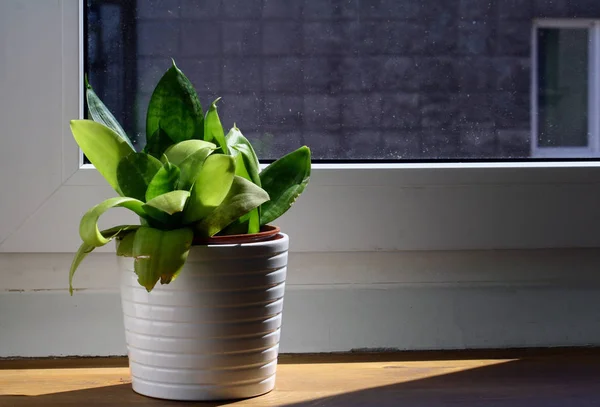 Pots Avec Des Herbes Aromatiques Fraîches Sur Rebord Fenêtre Plantes — Photo