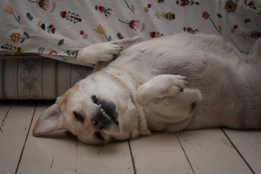 Komik labrador köpeği beyaz kanepenin yanında yerde yatıyor.
