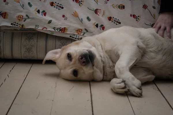 Cão Labrador Engraçado Está Deitado Chão Perto Sofá Branco — Fotografia de Stock
