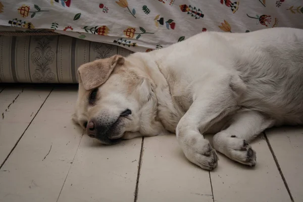 Funny labrador dog is lying on floor near to white sofa