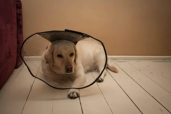 Λυπηρό Σκυλί Μετά Από Κτηνιατρική Χειρουργική Επέμβαση Προστατευτικό Κολάρο Που Royalty Free Φωτογραφίες Αρχείου