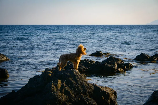 Poodle dog stands on a rocky beach at sunset — 스톡 사진