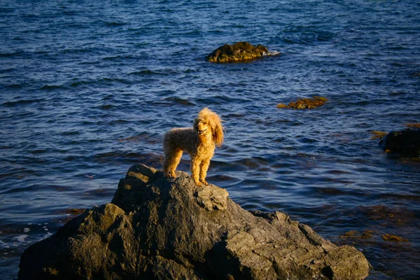 Poodle dog stands on a rocky beach at sunset — 스톡 사진