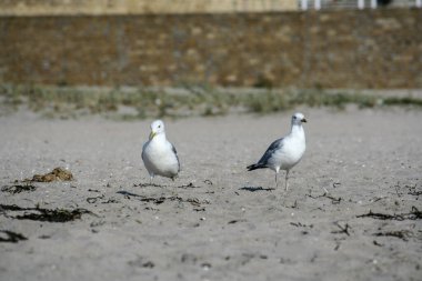 Güneşli yaz gününde kumlu bir sahilde iki martı.