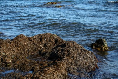 kayalık sahil deniz