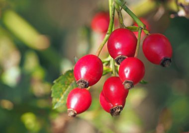 Doğal bir arka plan üzerinde kırmızı kalça 