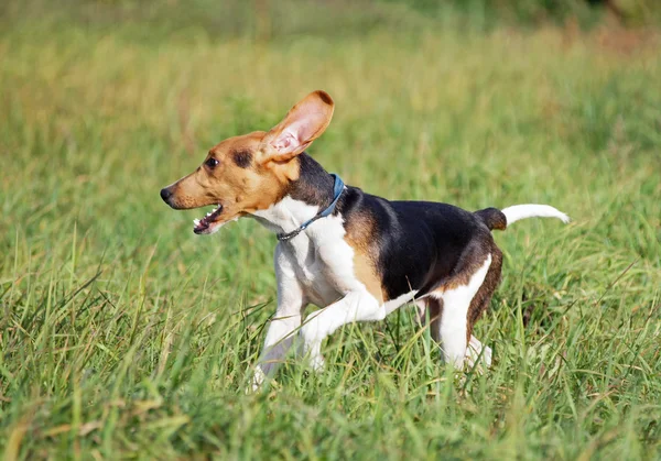 Puppy running in field — Stock Photo, Image