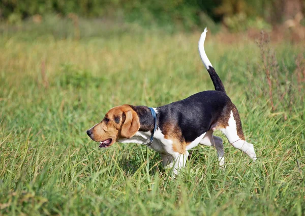 Filhote de cachorro em execução no campo — Fotografia de Stock