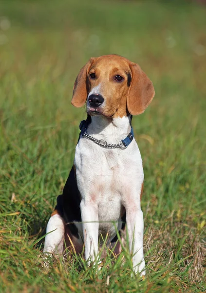 Портрет щенка эстонской собаки — стоковое фото