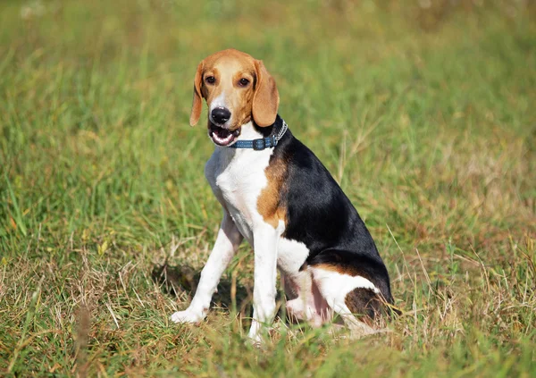 Portrait of  Estonian hound puppy — Stock Photo, Image