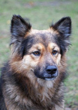 Uyarı tüylü köpek portresi 