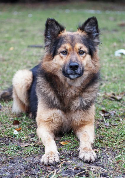 Retrato de cão desgrenhado alertado — Fotografia de Stock