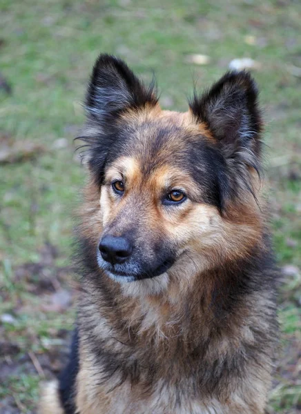 Retrato de cão desgrenhado alertado — Fotografia de Stock