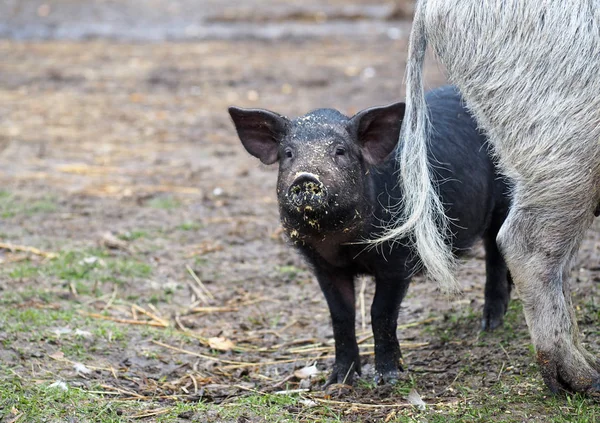 Cerdo negro y sembrar en un césped — Foto de Stock