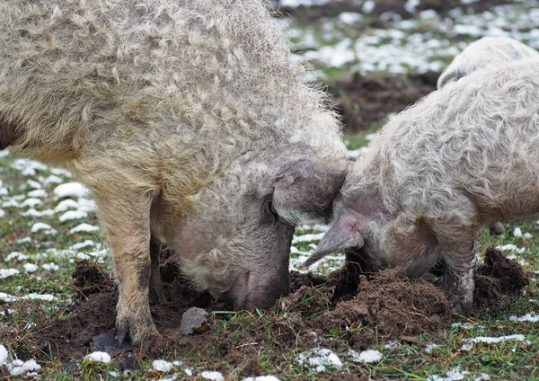 Cerdos rizados cavan la tierra cruda en un pasto en el otoño — Foto de Stock