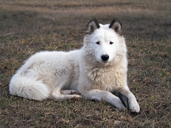 Retrato de cão laika siberiano — Fotografia de Stock