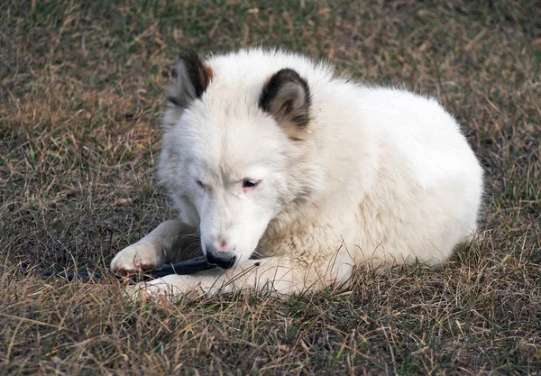 Portret van Siberische laika hond — Stockfoto