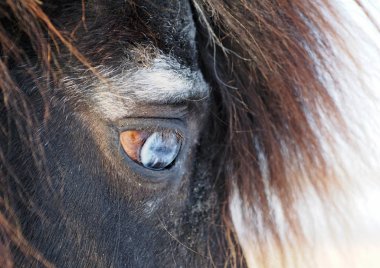 Bir midilli mavi göz 
