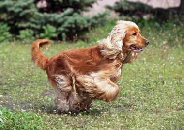 Çalışan kahverengi Cocker Spaniel