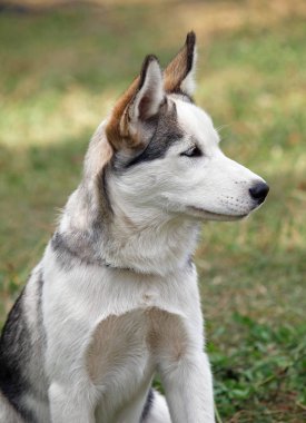 Husky köpek yavrusu portresi