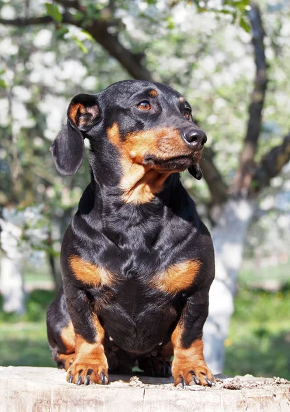 Retrato de dachshund preto — Fotografia de Stock