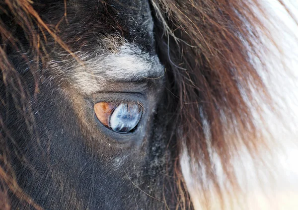 Bir midilli mavi göz 