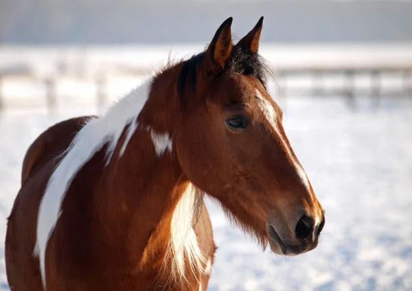 Portrét krásné pinto koně — Stock fotografie