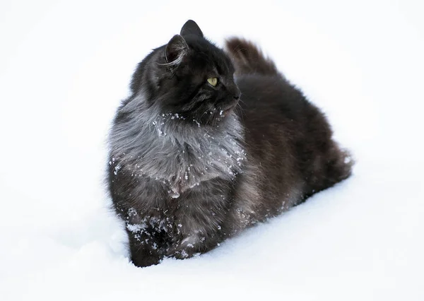 Retrato de um belo gato siberiano — Fotografia de Stock