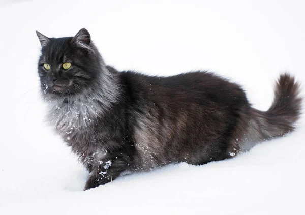 Portret kota syberyjskiego piękne — Zdjęcie stockowe