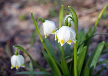 Bir alandaki hassas beyaz kardelen