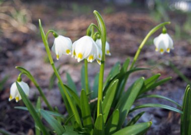 Bir alandaki hassas beyaz kardelen