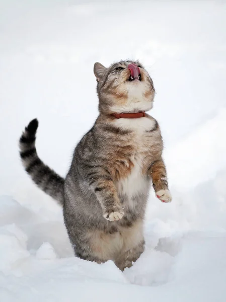 Beautiful tabby cat  in snow — Stock Photo, Image