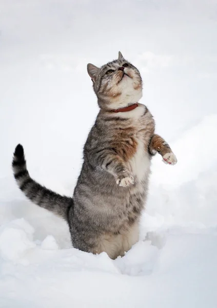 Bela tabby gato na neve — Fotografia de Stock
