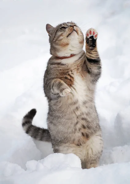 Karda güzel tekir kedi — Stok fotoğraf