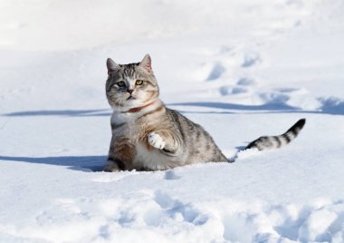 Karda gri tekir kedi 