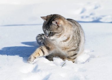Karda gri tekir kedi 